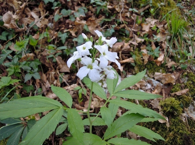 Cardamine heptaphylla (Brassicaceae)